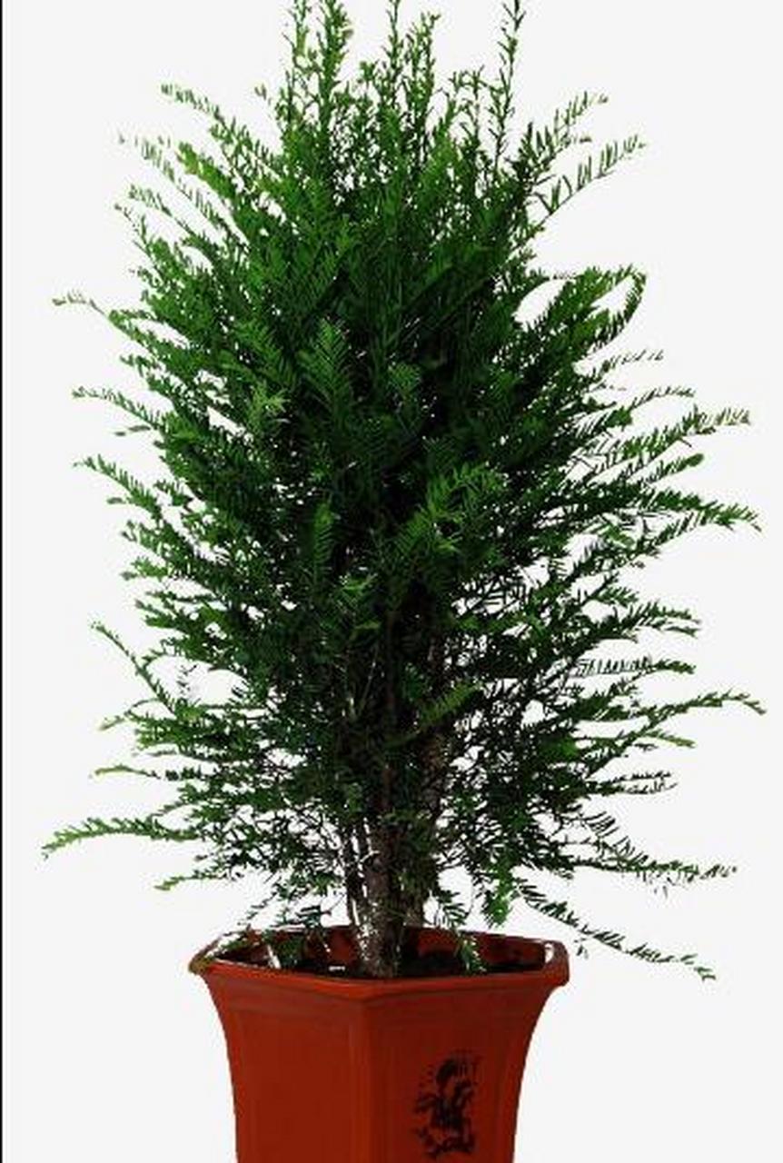 红豆杉四季常绿,而且比较耐阴,非常适合在家里做盆栽,尤其是家里刚