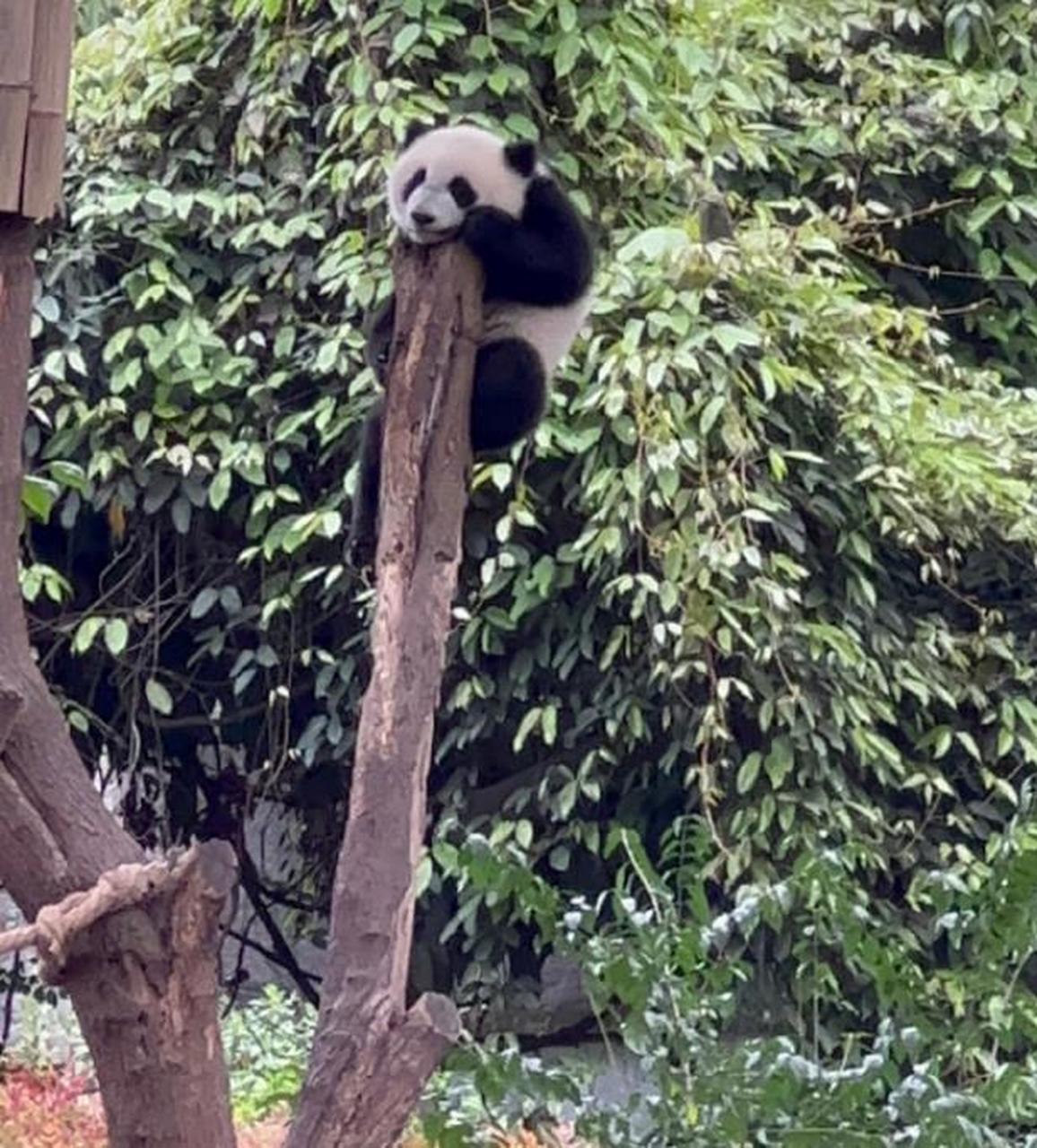 熊猫的天敌图片