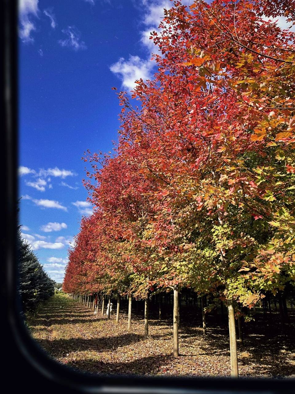 大连红枫叶林  首次探访枫叶林 出片效果惊艳 秋冬氛围感满满 最爱