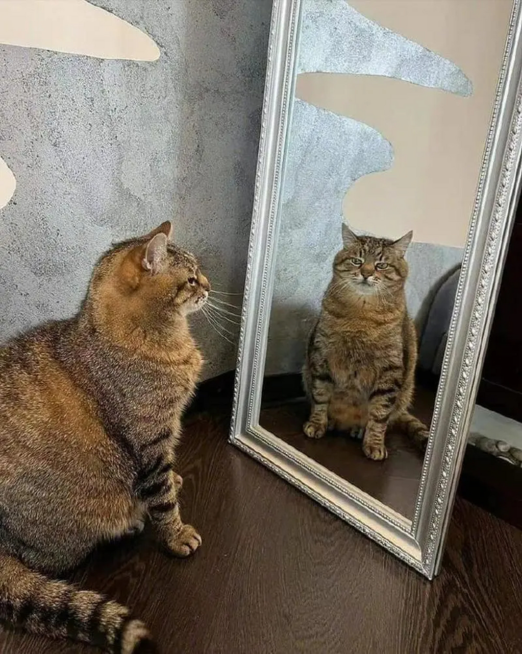 图源网络,侵删 #猫咪治愈行为大赏