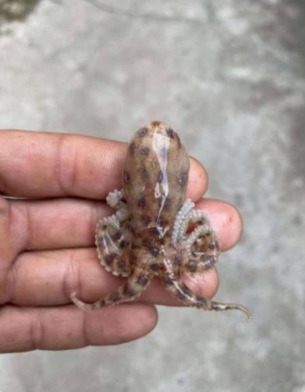 不是说蓝环章鱼有毒吗?他拿到手里怎么没事