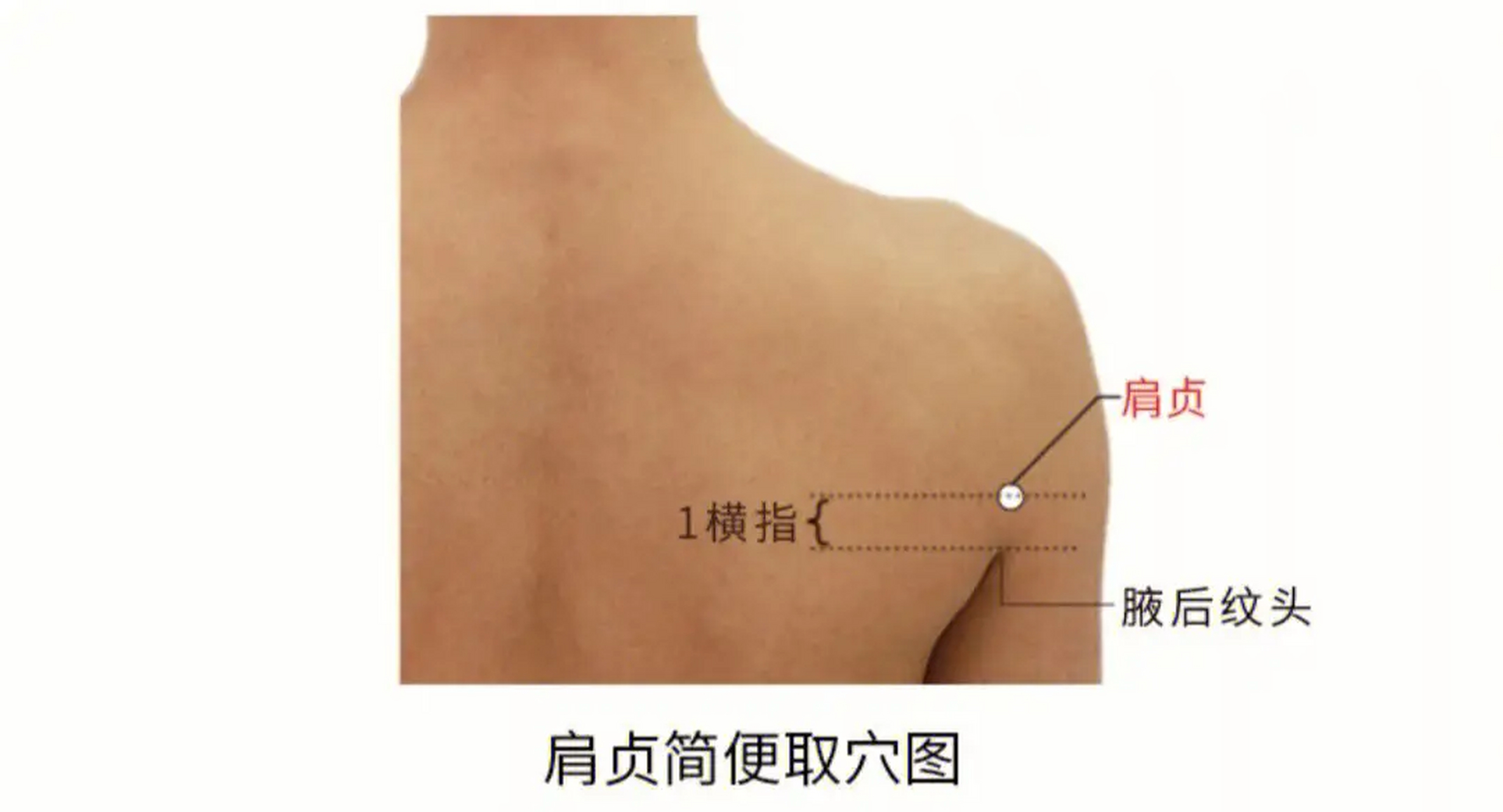教大家肩膀附近三个穴位,久坐之后揉一揉,缓解肩膀酸痛很有效  第一个