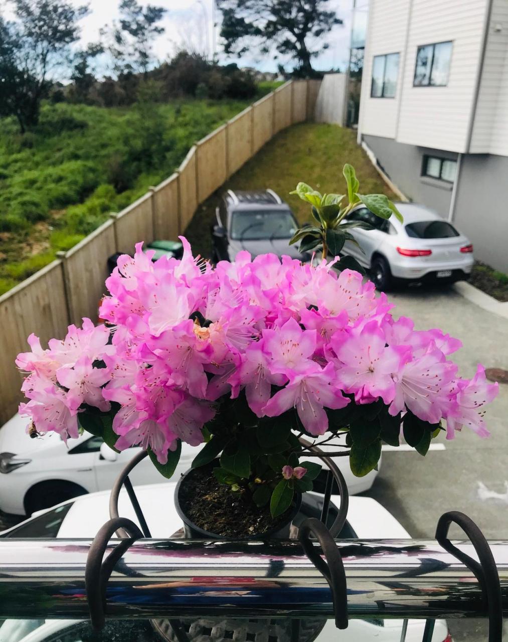 西鹃(西洋杜鹃),比利时,荷兰等国的育种家培育的盆栽观赏型杜鹃花