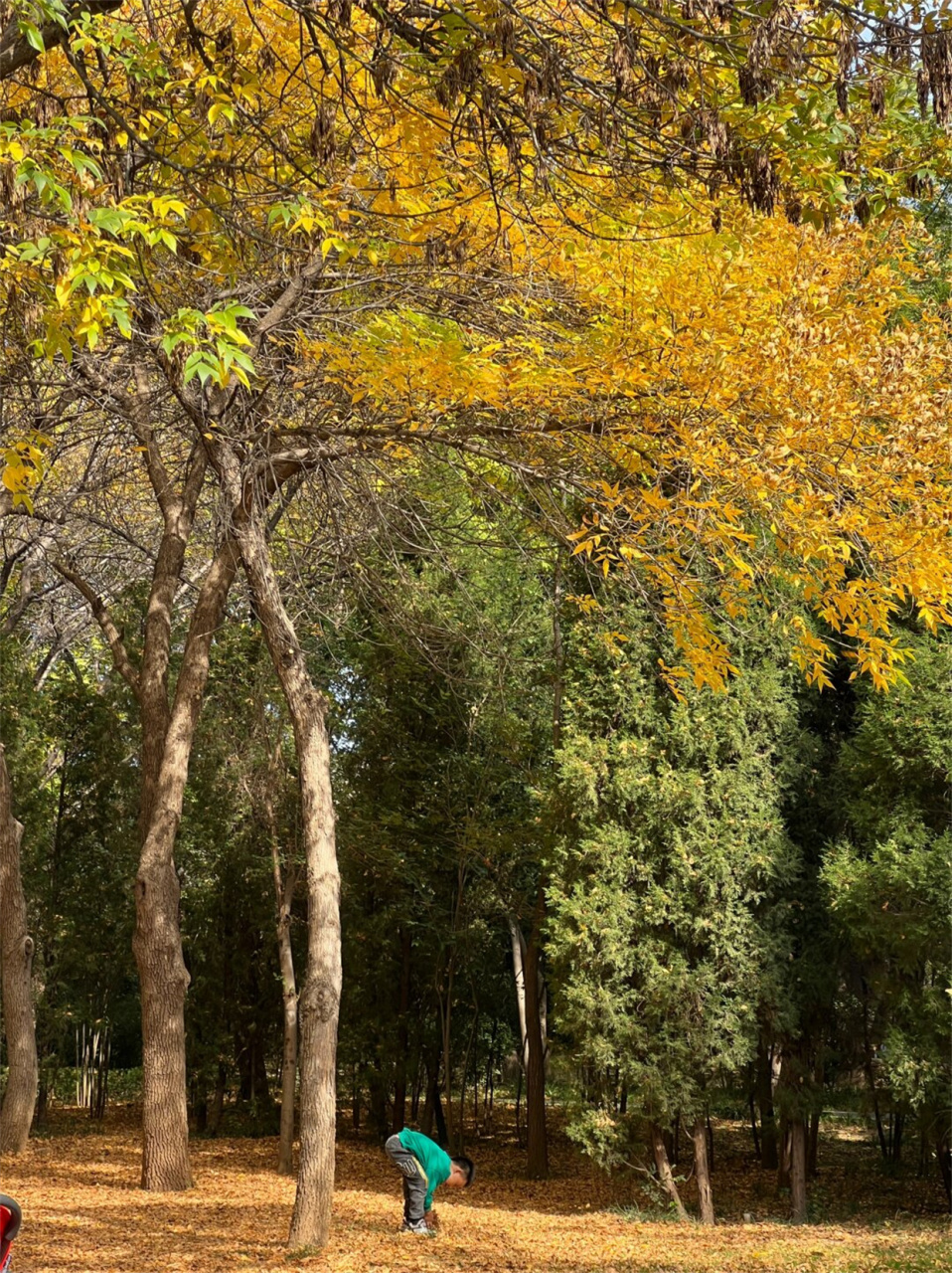 森林公园的季节盛景  今天是我和妈妈一起逛公园,去感受大自然的秋天