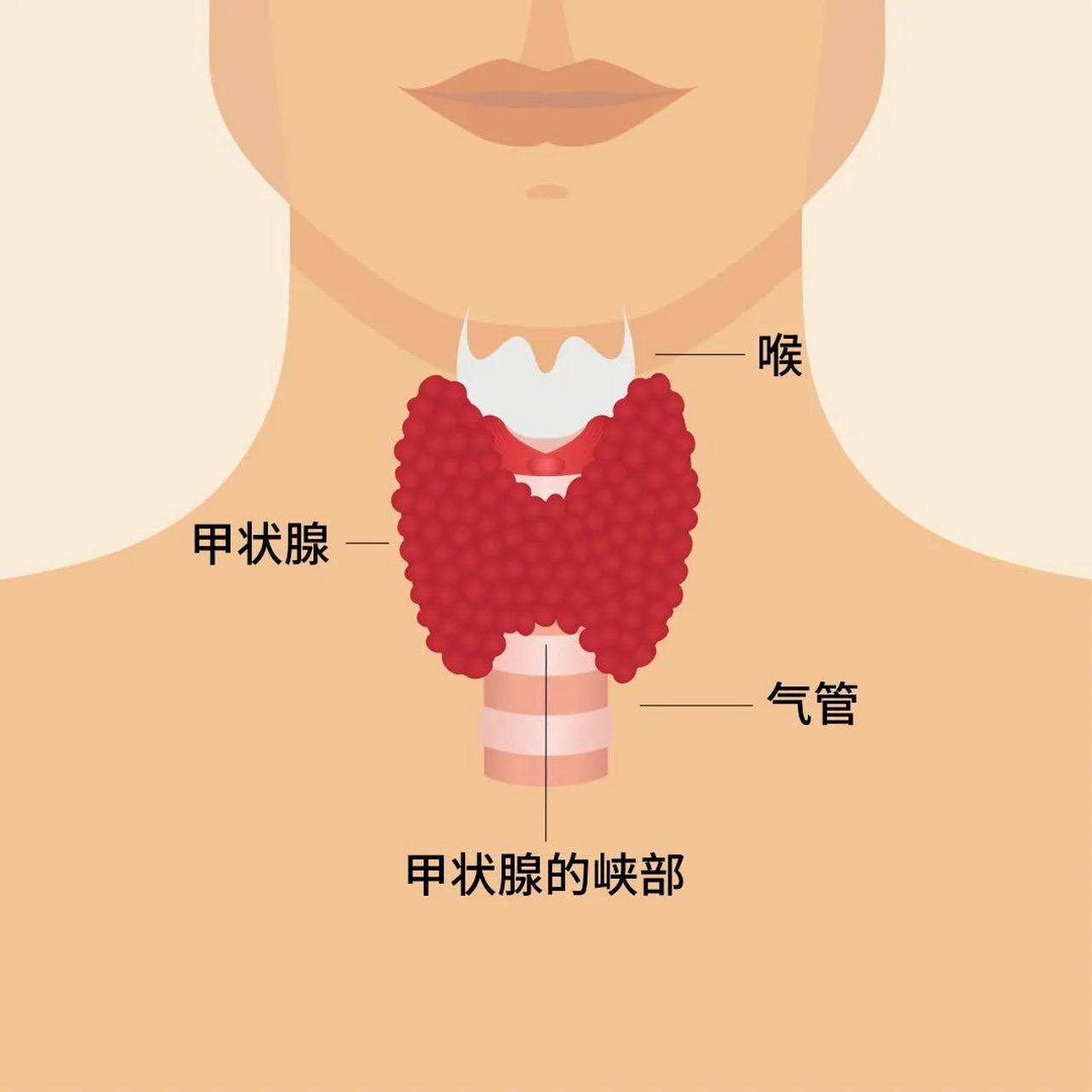 甲状腺是人体最大的也是最表浅的内分泌腺,位于颈前正中部,喉及气管