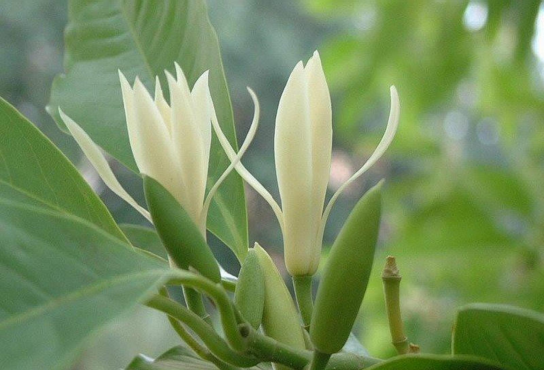 白兰花虽然有着一定的耐高温能力,也能耐受一定的强光,但是进入三伏天