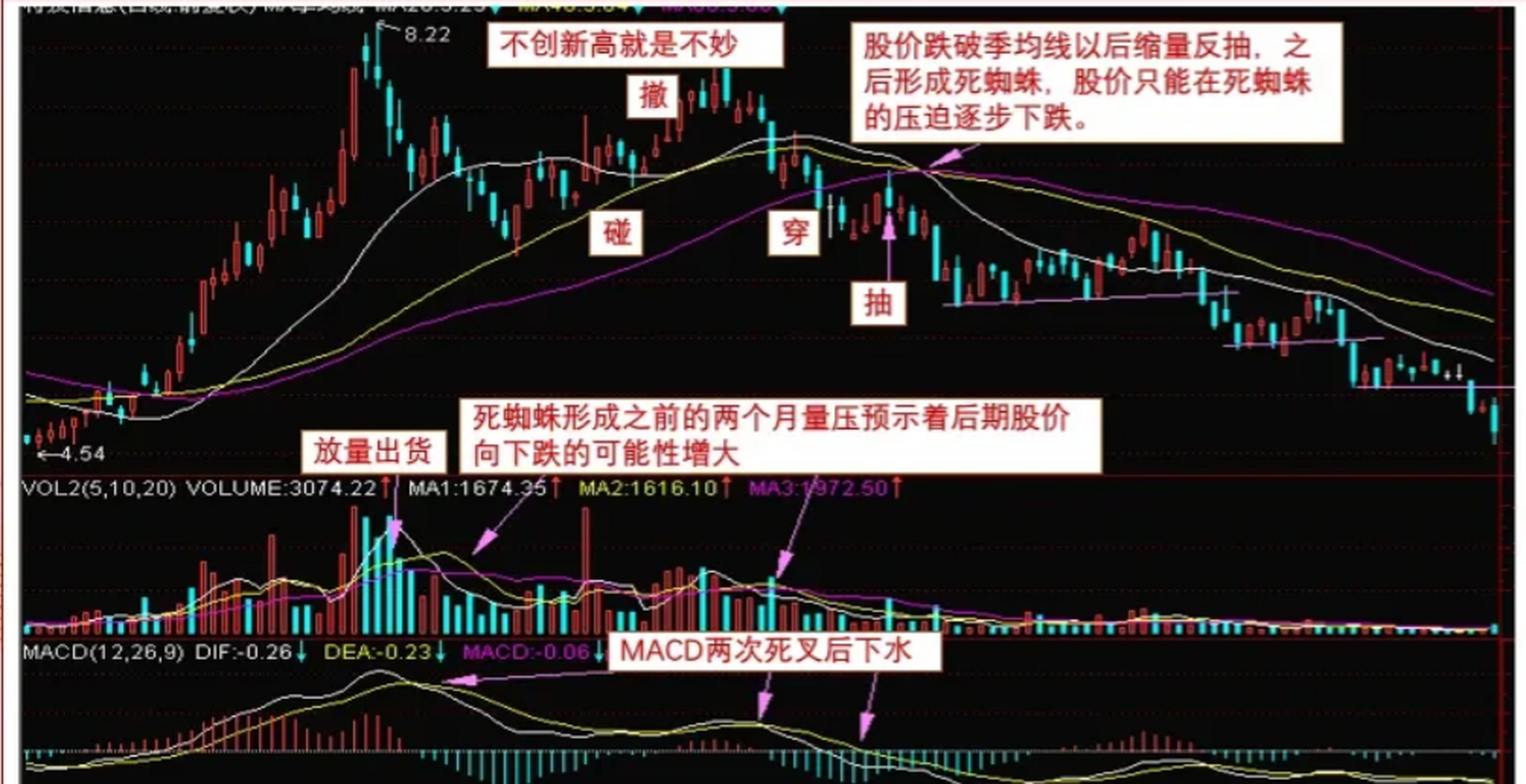 死蜘蛛形态图解图片