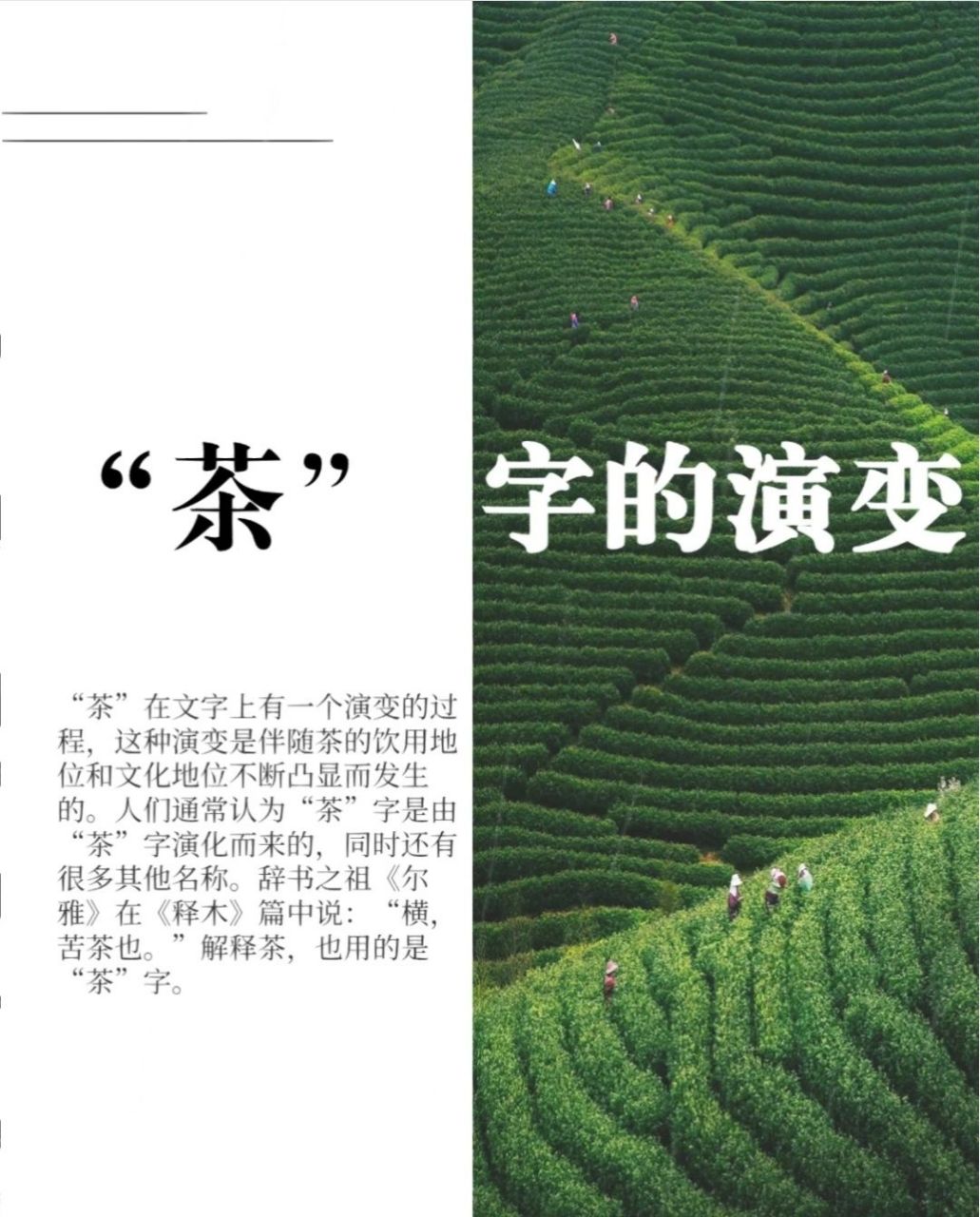 "茶"字的演变  "荼"出自《诗经》.