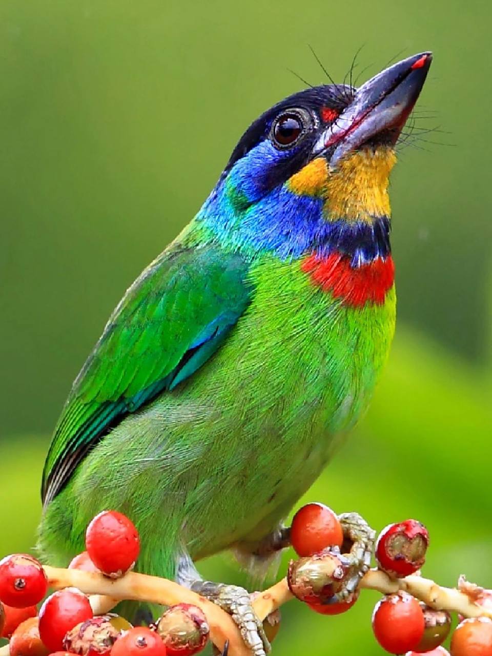 头顶彩毛的小鸟 【黑眉拟啄木鸟】 ·物种分类:须䴕科  拟啄木鸟属