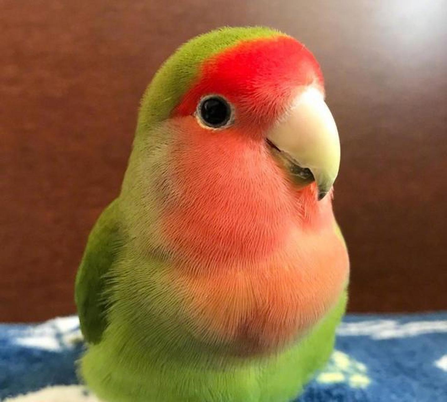 这只日本的西瓜味的小鹦鹉名字叫すーさん,是一只桃面爱情鸟,有黄绿色