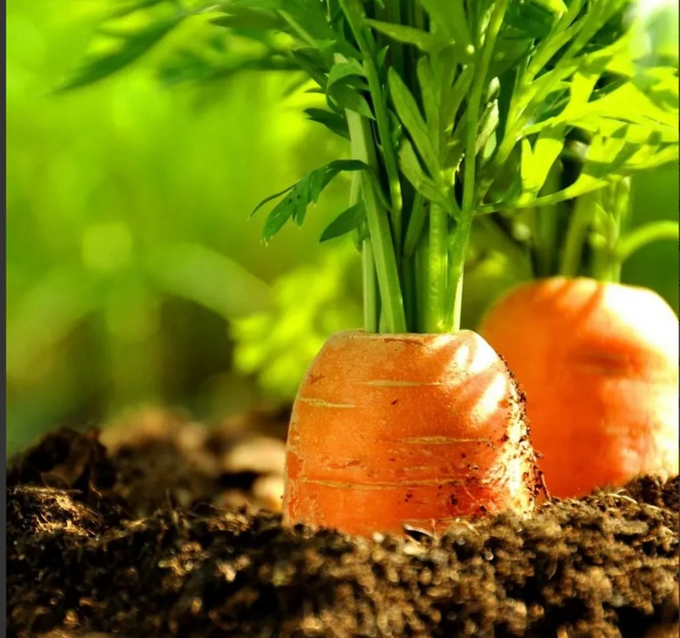 山东平度发生一起引人注目的案件,涉及一位农民种植的胡萝卜遭受了