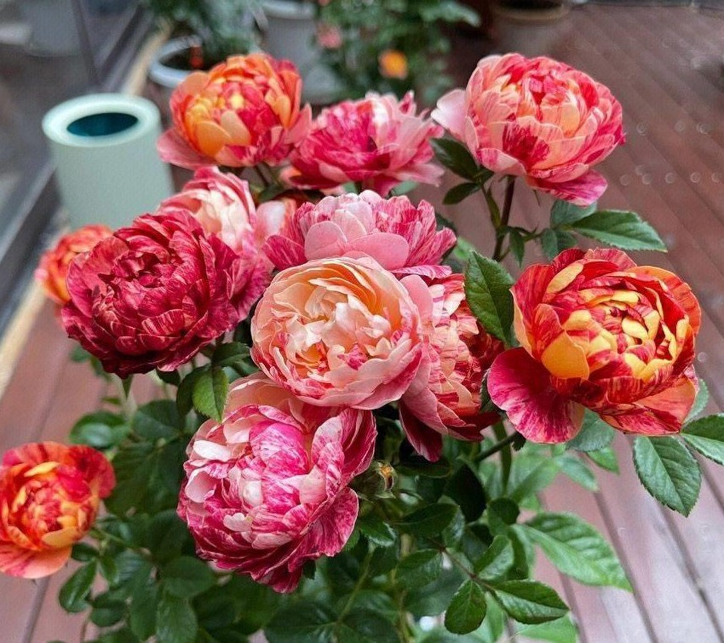 果汁飞溅月季是果汁阳台的芽变品种,它的花朵是橙色花瓣上面带有红色