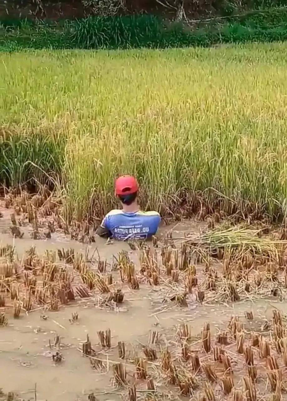领动计划# 是人太重还是水太深,这水稻割的有点费劲啊!