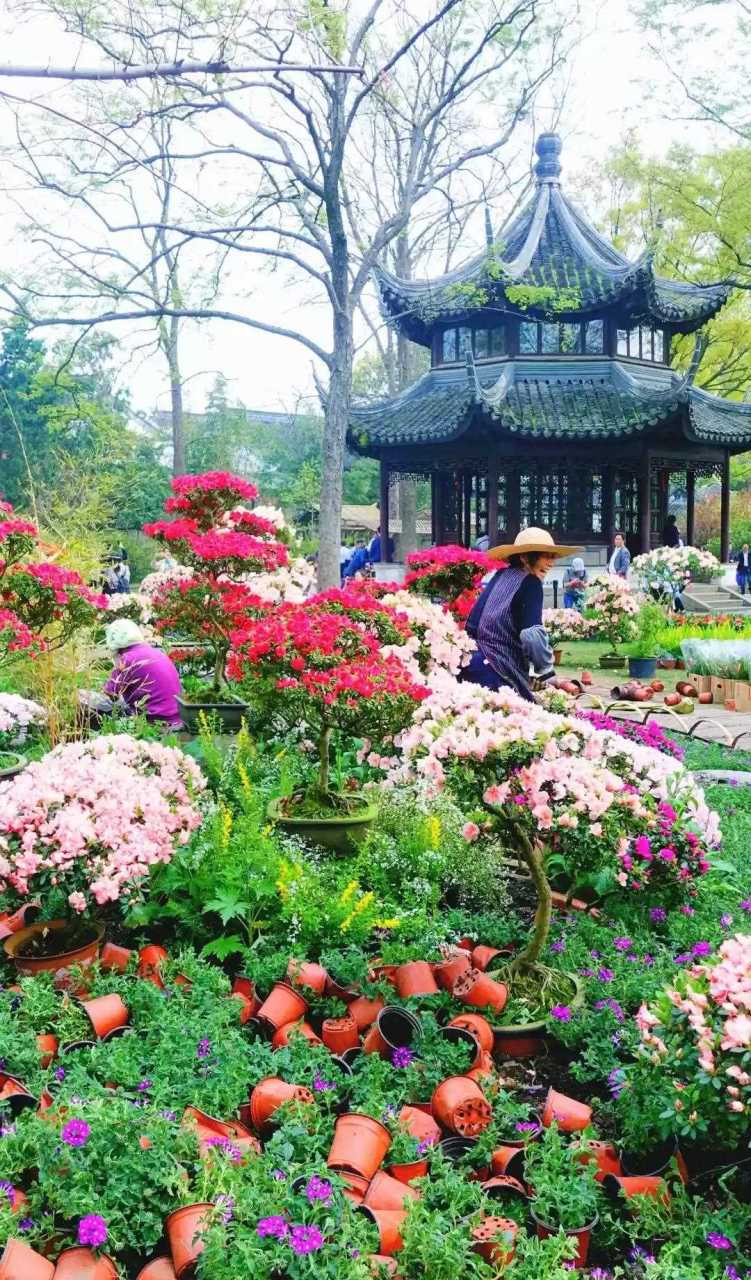 曹雪芹曾經住過的絲造局——拙政園,確實不同凡響,尤其遇上杜鵑花花開