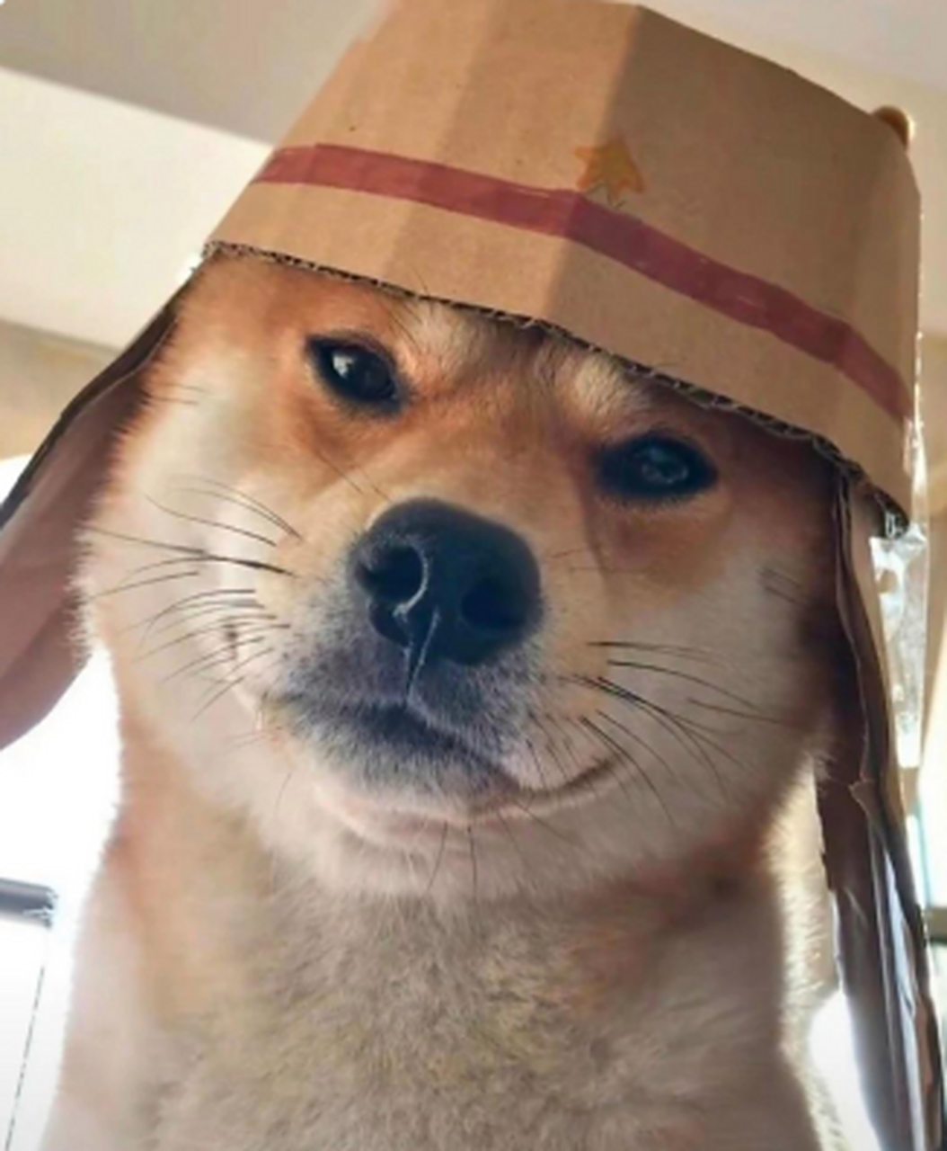 戴上帽子的狗子,像不像个小八嘎?