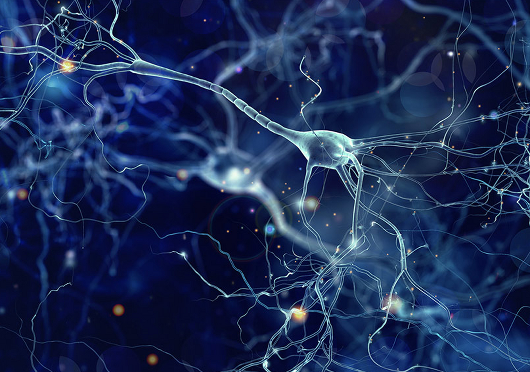 首先,记忆并不是储存在细胞中的,而是"神经元".