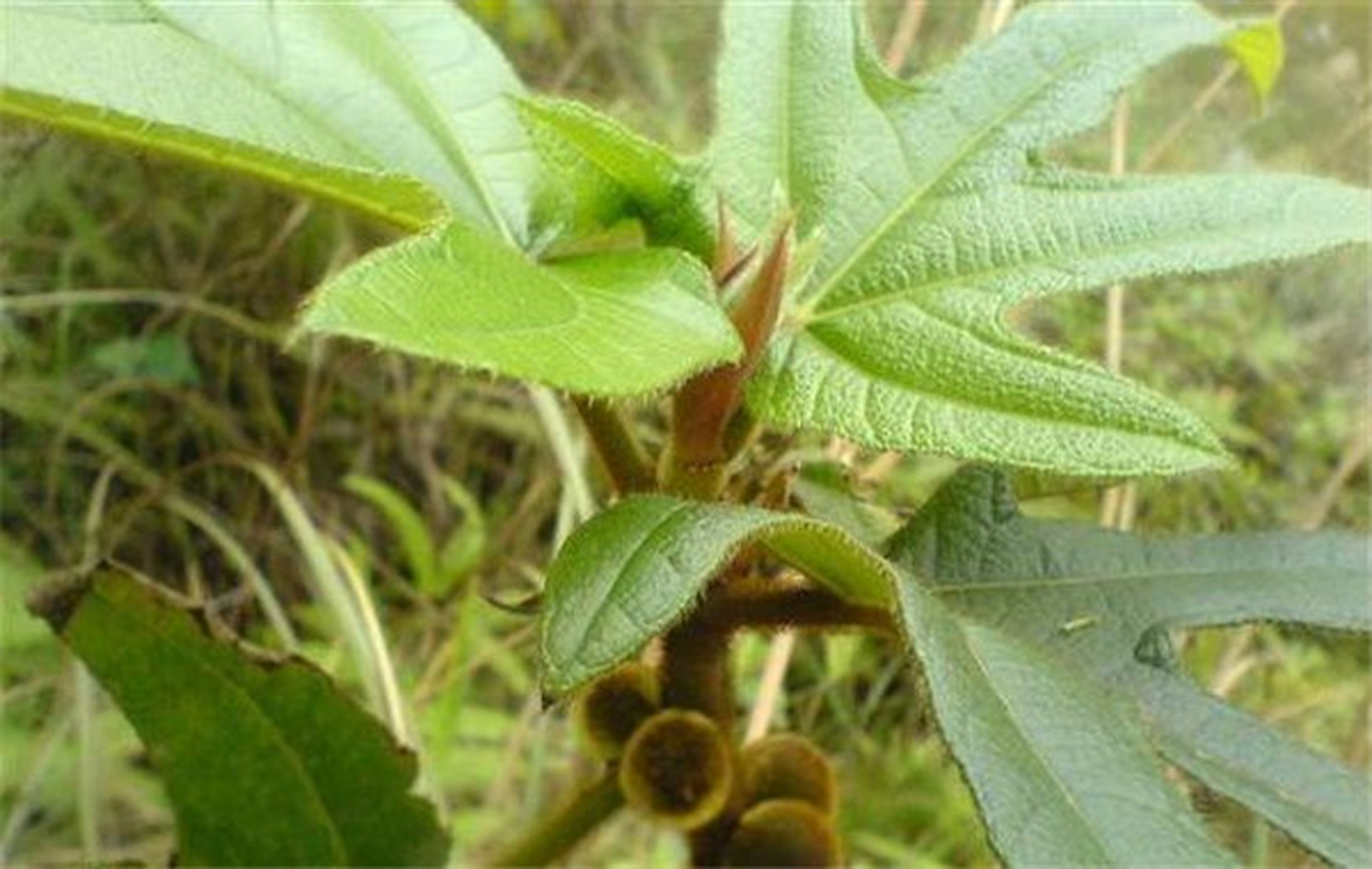 五指毛桃,别名佛掌榕,粗叶榕.