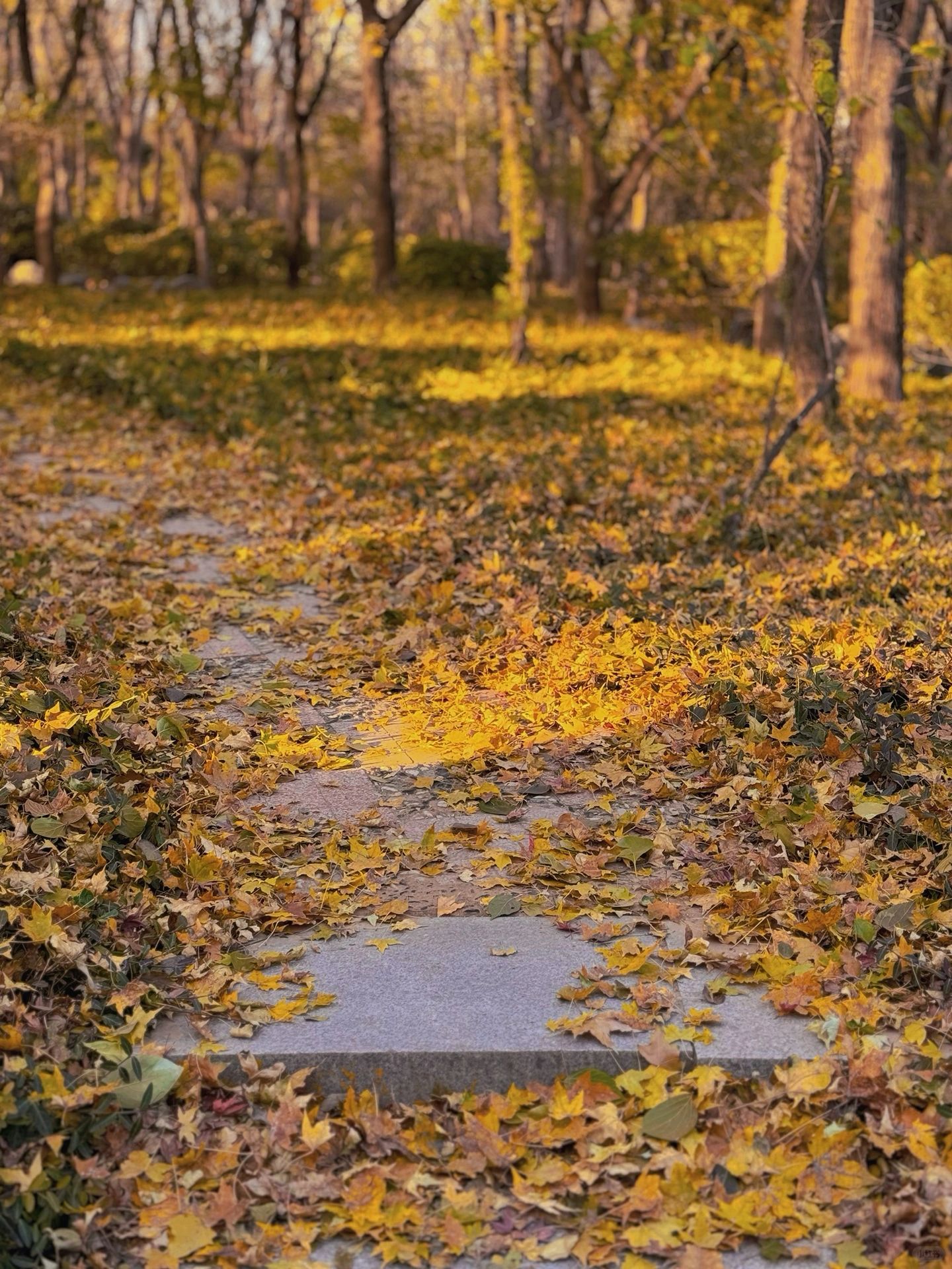 "秋日风景:阳光落叶,寒风瑟瑟,一步一景"  在忙碌的生活中,我们常常会
