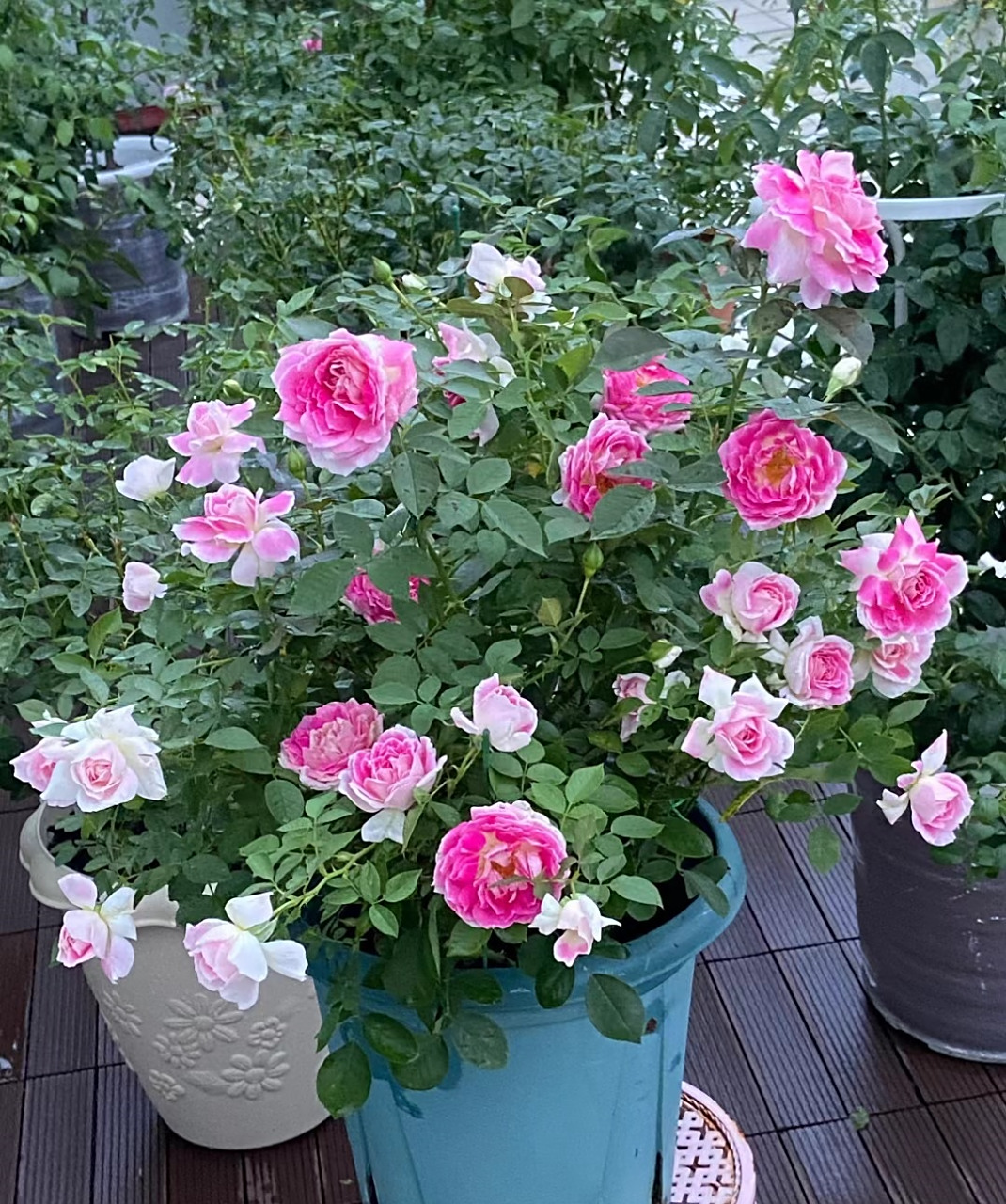 来带大家认识一个没啥缺点的品种——根西月季,又名假日岛芍药,小灌木