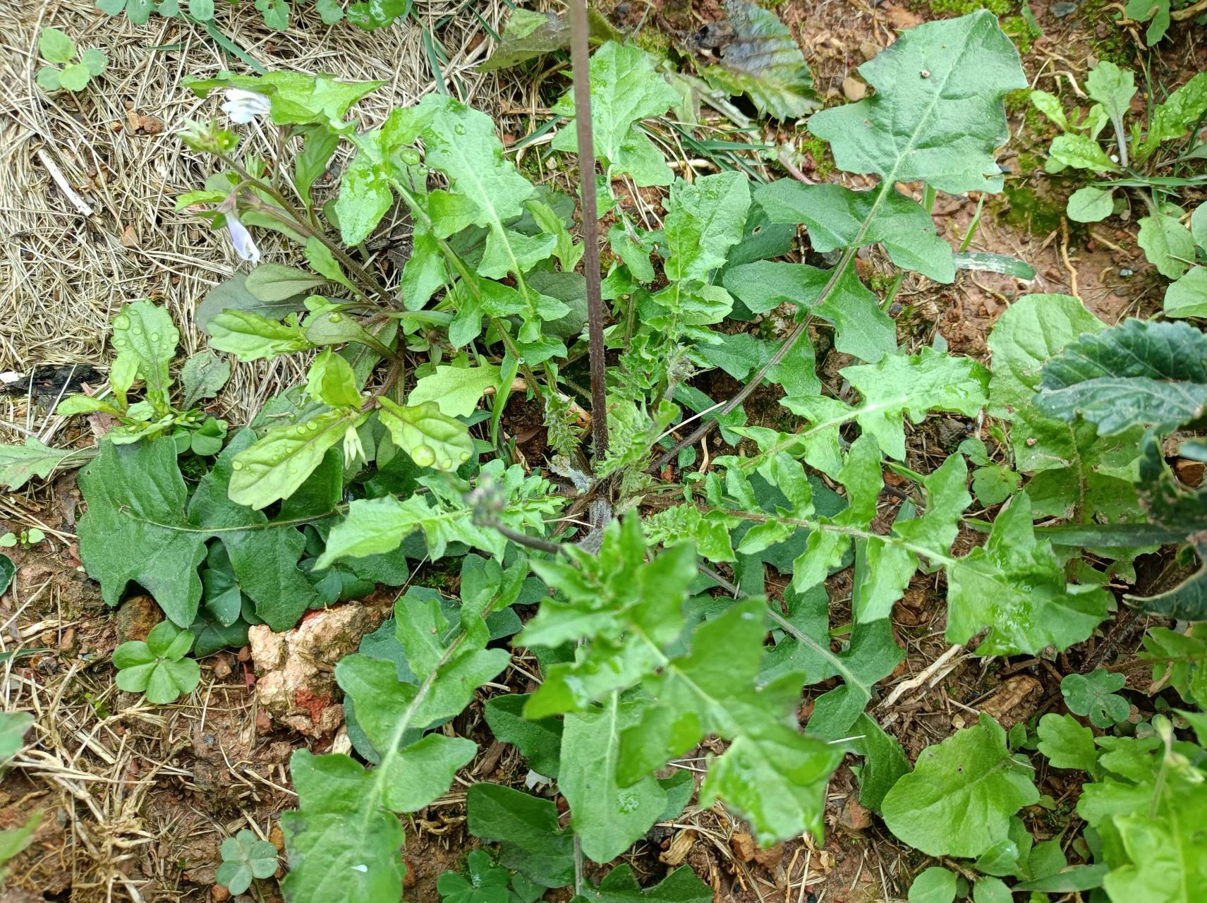 这种野菜在我们家乡大家都叫它野青菜,它也曾是贫穷农民的"救命菜"