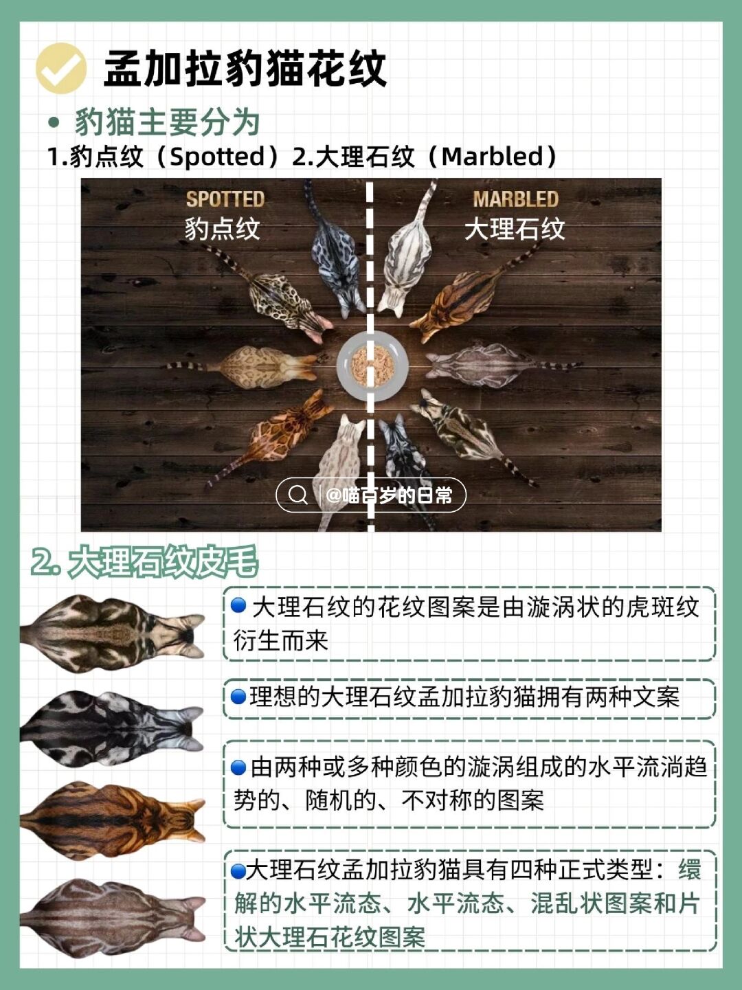 孟加拉豹猫花纹 孟加拉豹猫拥有独特的斑点和