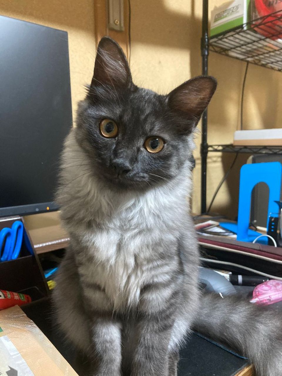 日本网友近期在推特上分享爱猫「uka」的惊人变化,从小猫长至成年猫的