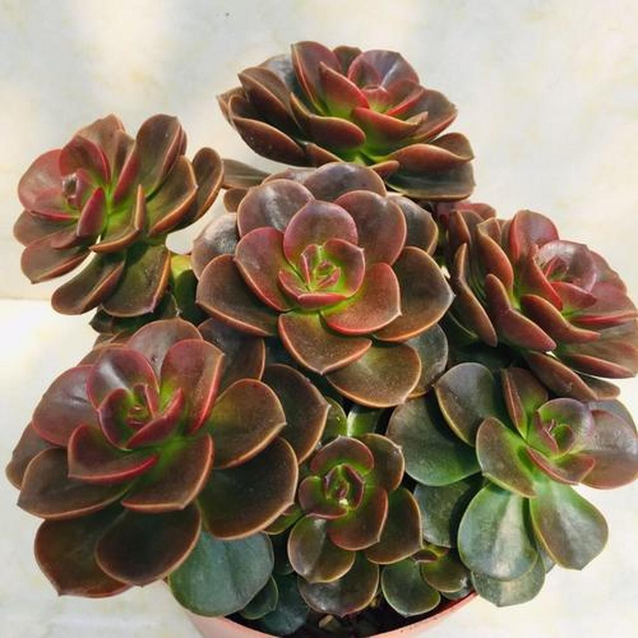 带你认识多肉——巧克力方砖 巧克力方砖是景天科 拟石莲花属 比较