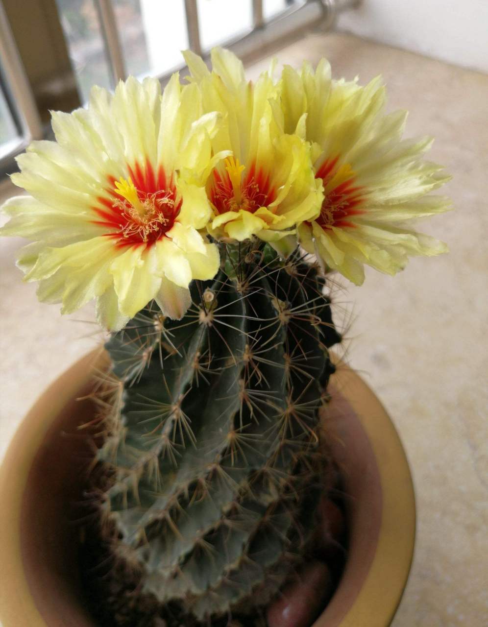 认识仙人球——龙王球 龙王球是仙人掌科瘤玉属植物,茎球形至短圆筒形