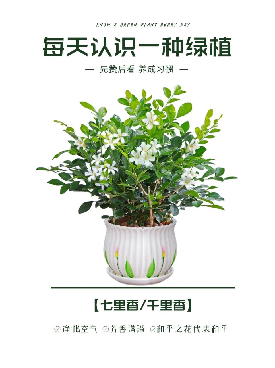 七里香花图片卡通图片