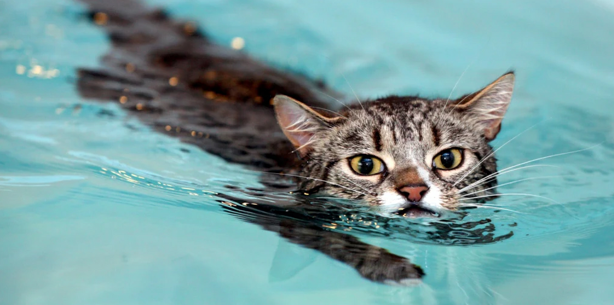 胚胎需要在母体子宫中的羊水内发育,也就是说哺乳动物