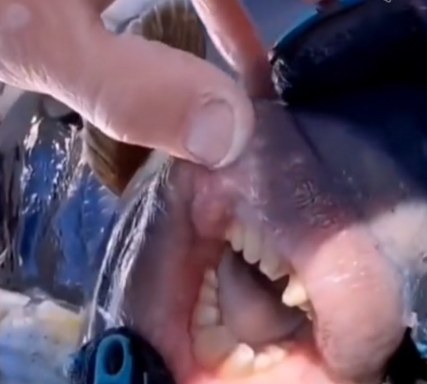 吃人鱼的嘴巴特写,牙齿有些恐怖.