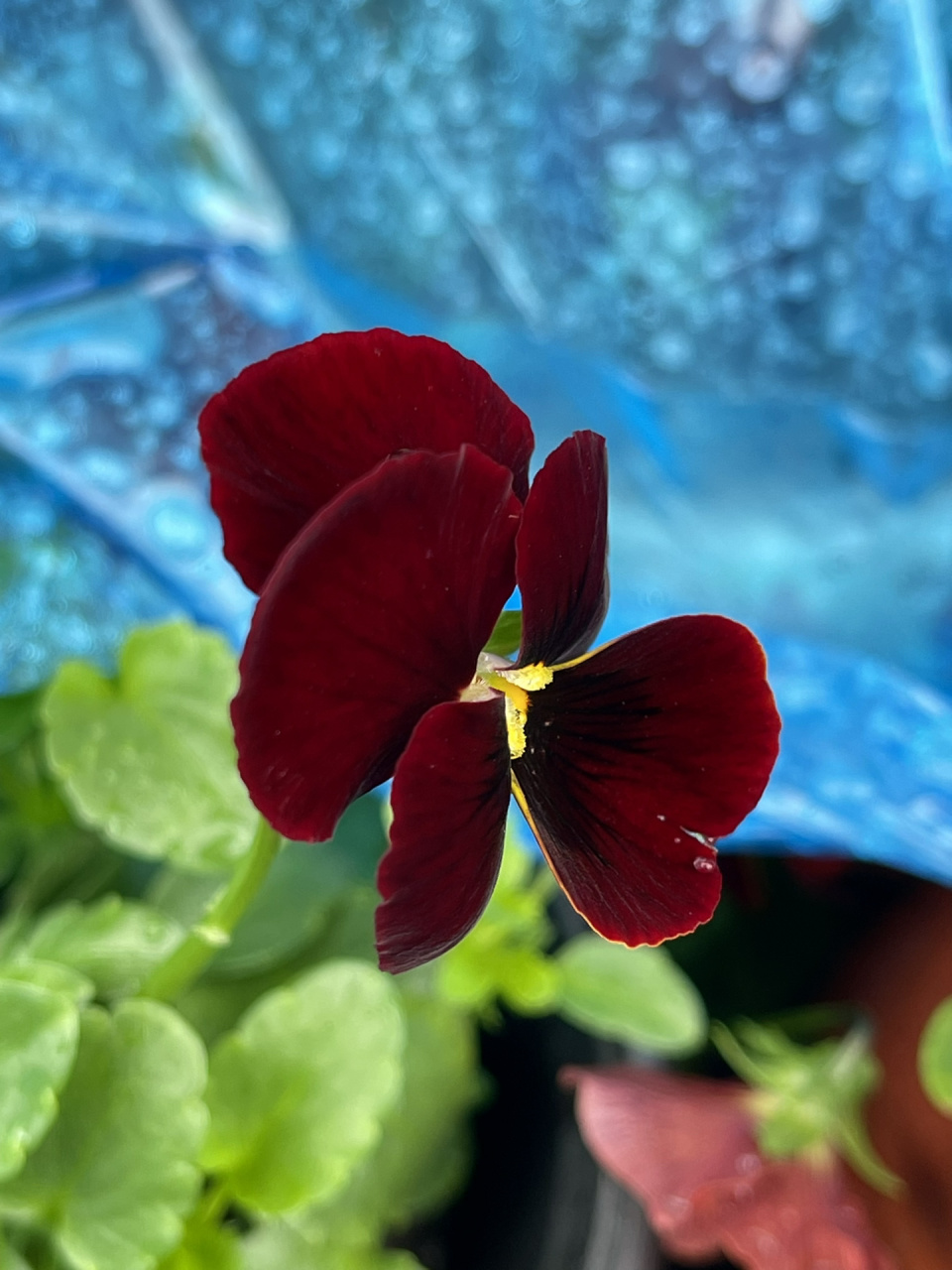 三色堇 红色三色堇花语是"思虑,思念",属性火. #养花# #三色堇