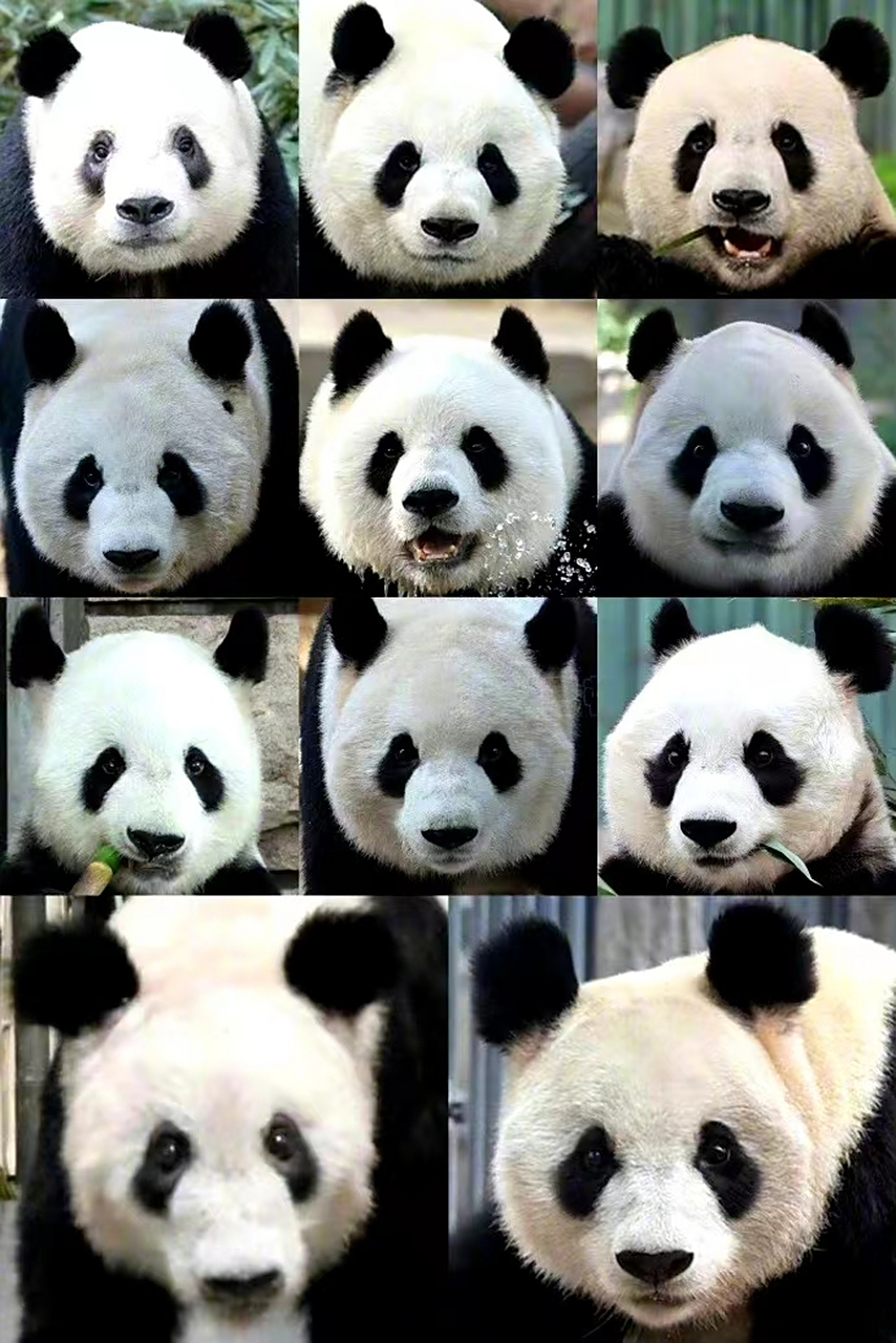 北动熊猫家族:欢迎回家.你能认出它们的名字吗?