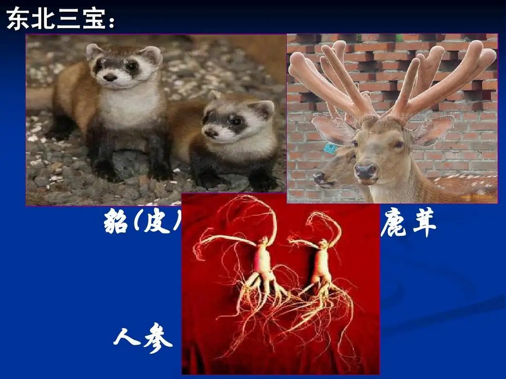 东北有三宝:人参,鹿茸,貂皮.