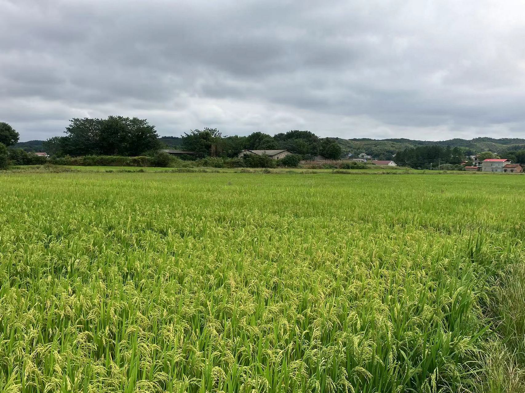 我镜头下秋天的田野