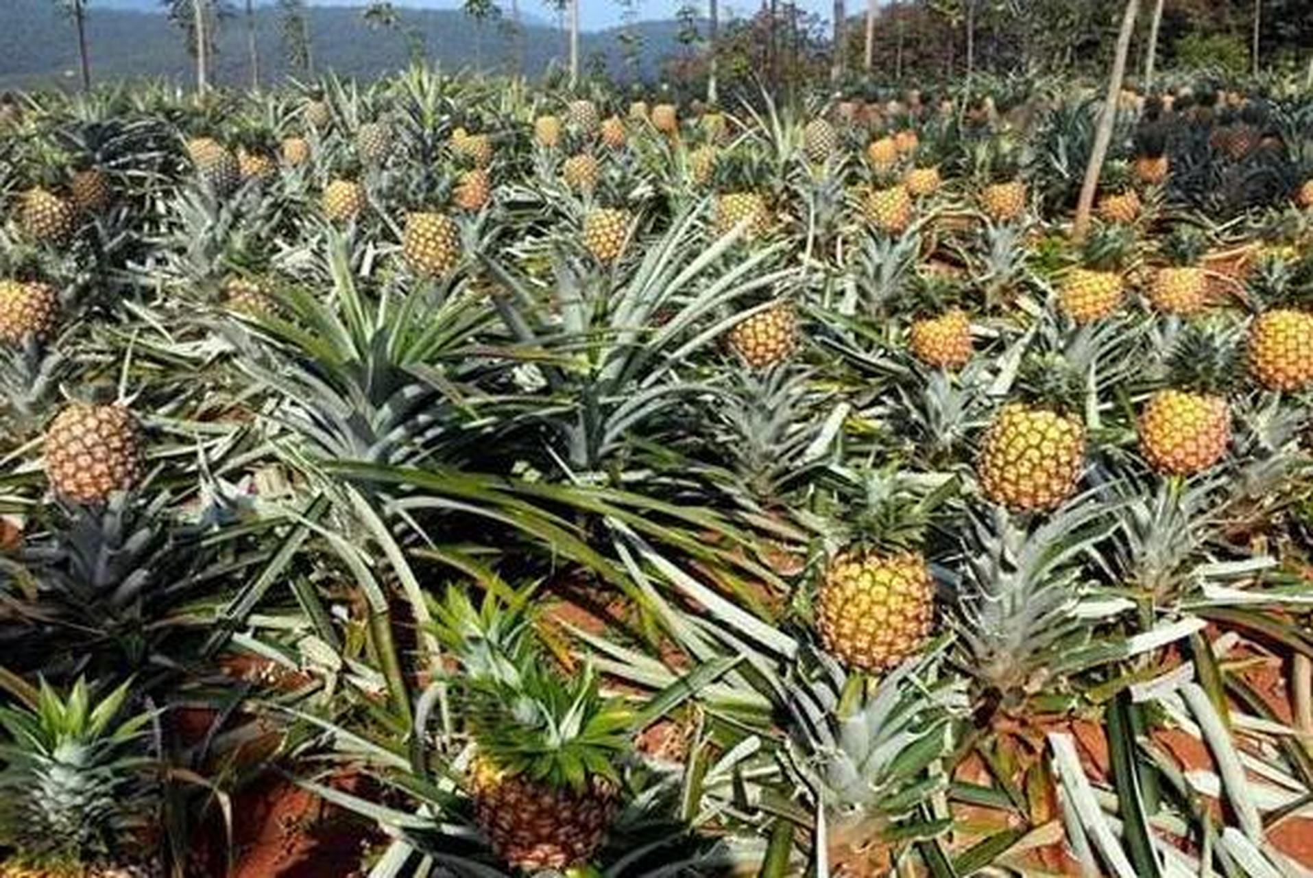 前几天蓬佩奥就吃了台湾凤梨,现在安倍晋三也给台湾凤梨带货.