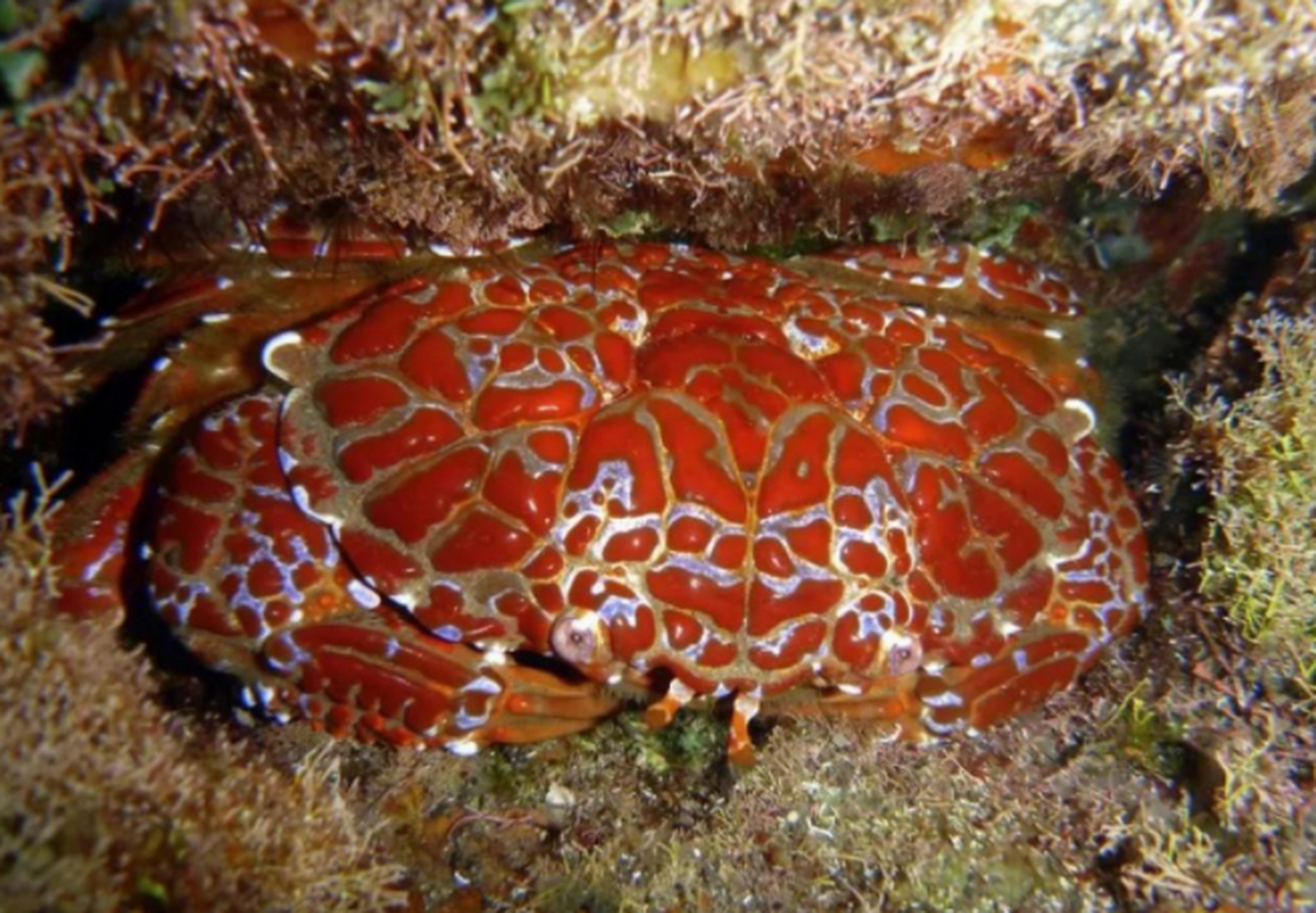 绣花脊熟若蟹是世界上最毒的螃蟹,一只成年绣花脊熟若蟹体内的毒素