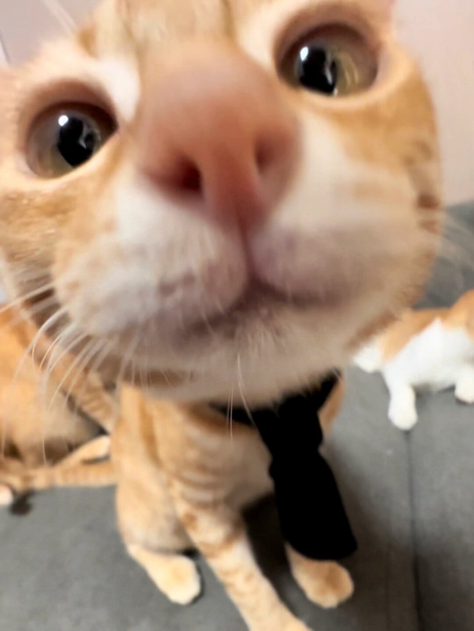 好可爱啊 看到这些你是不是想要换头像