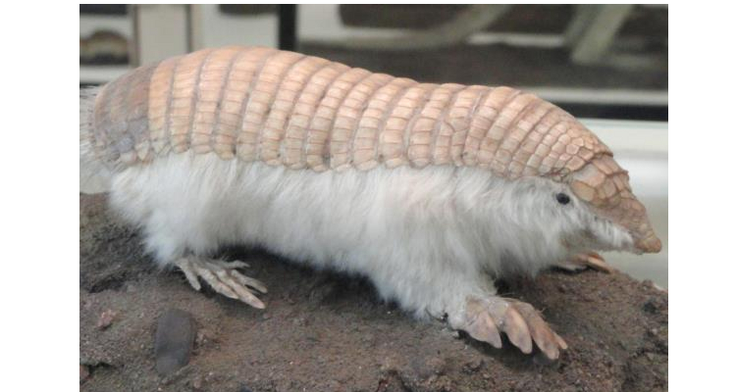 著名的粉色仙女犰狳(chlamyphorus truncatus)是一个5英寸长,1 / 4磅