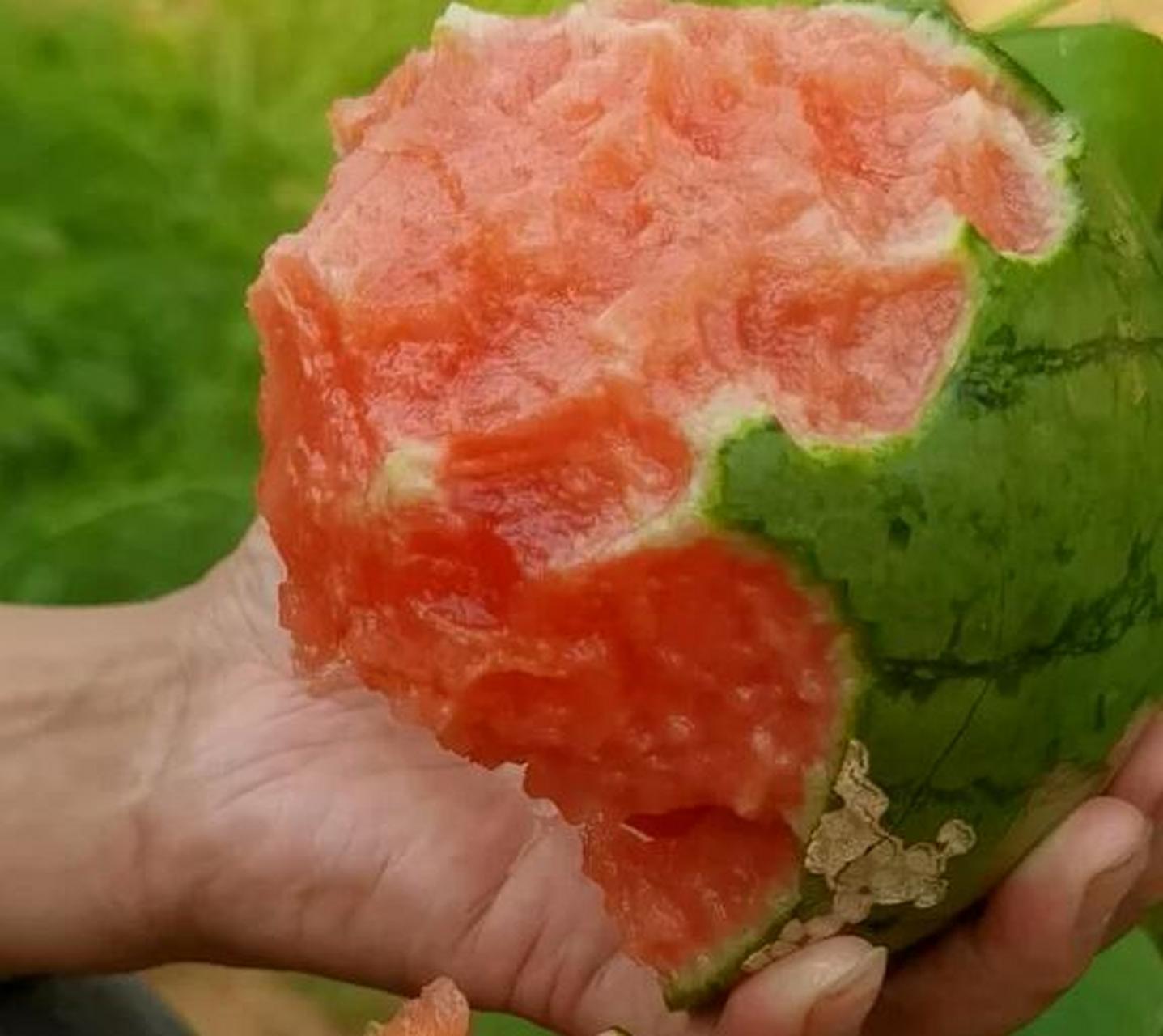 2k小西瓜号称是冰淇淋西瓜,口感纯正细腻,瓜香四溢,宛如冰淇淋入口即