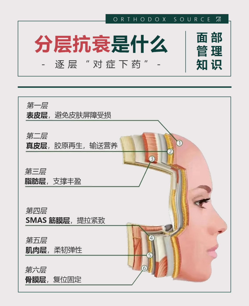 正本承源# 面部结构总体分为五层:表皮层,真皮层,皮下组织层smas侥い