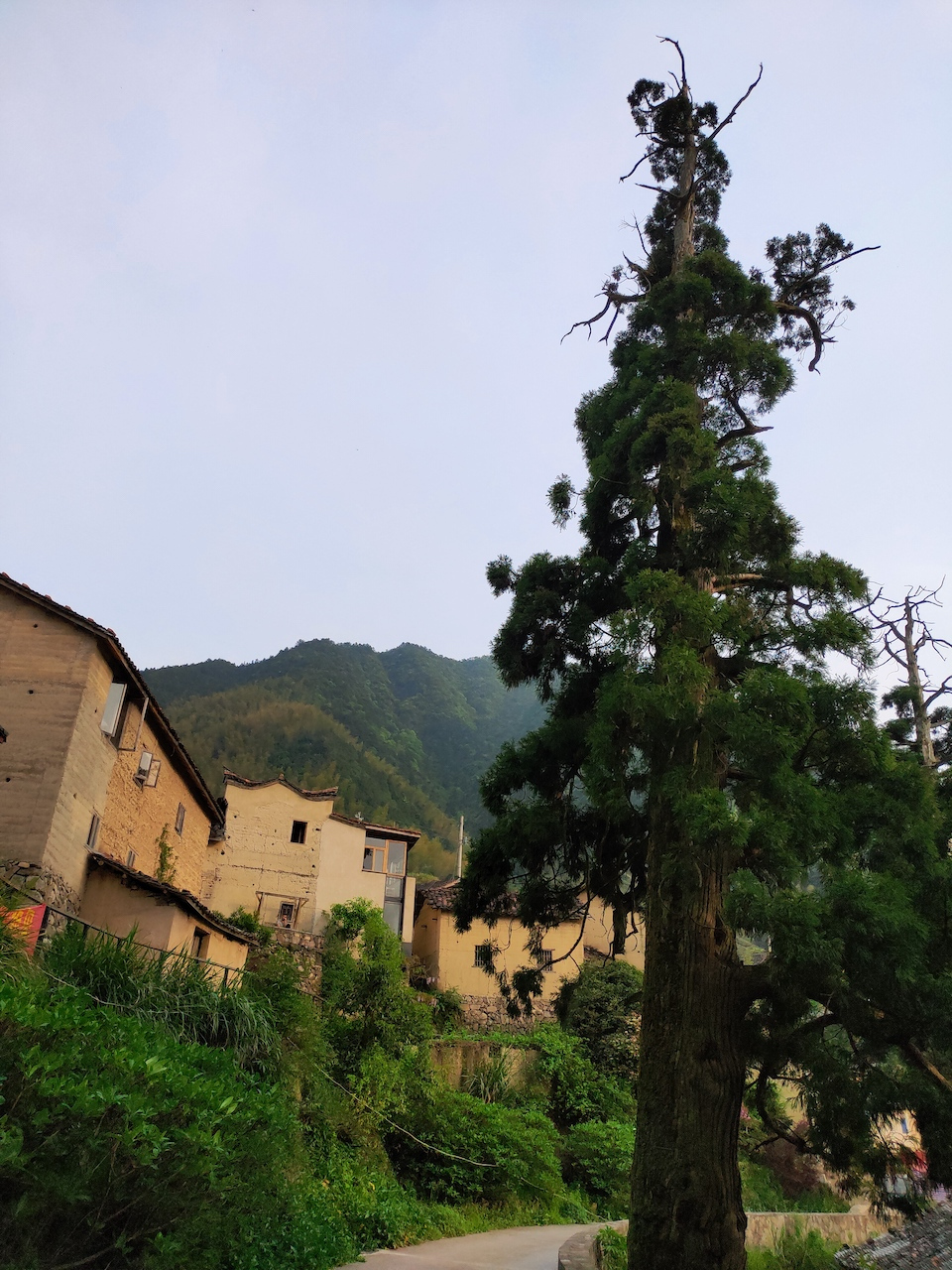 走进浙江丽水平田村,感受云上的静谧时光.#八月不停更