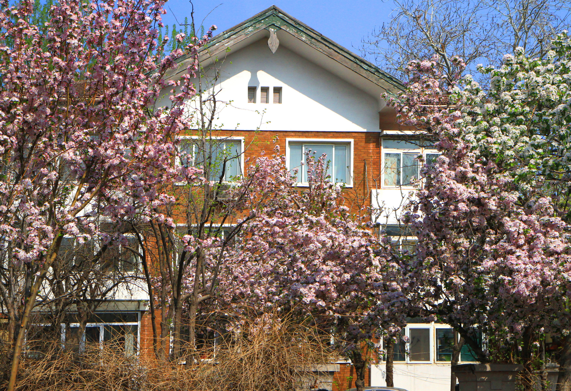 天津五大道海棠花节.漂亮的花,漂亮的人,漂亮的街.