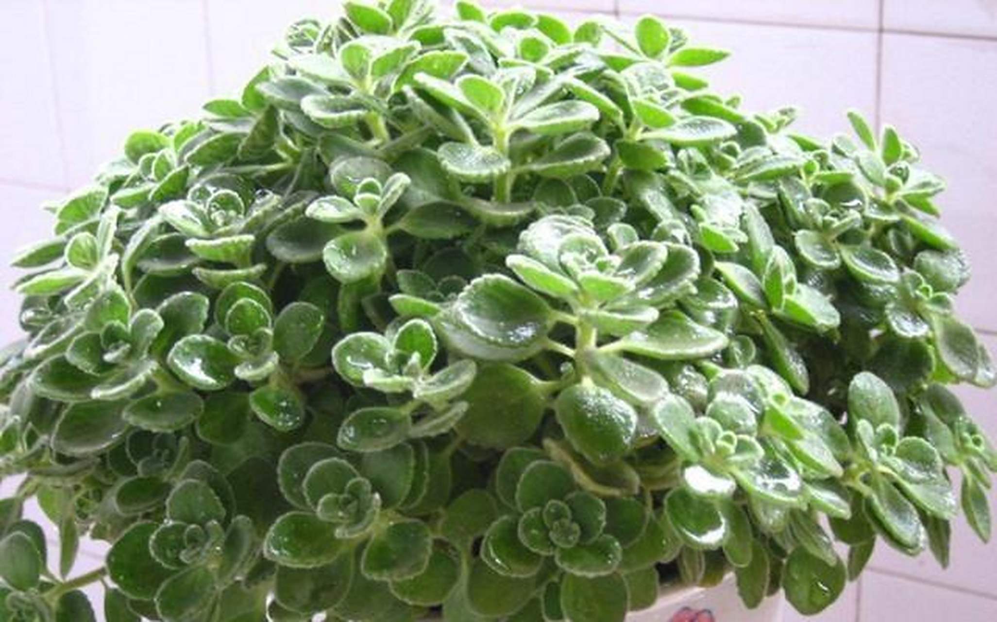 的枝叶,能散发出一股浓郁的香味 [樱花][樱花]碰碰香又名绒毛香茶菜