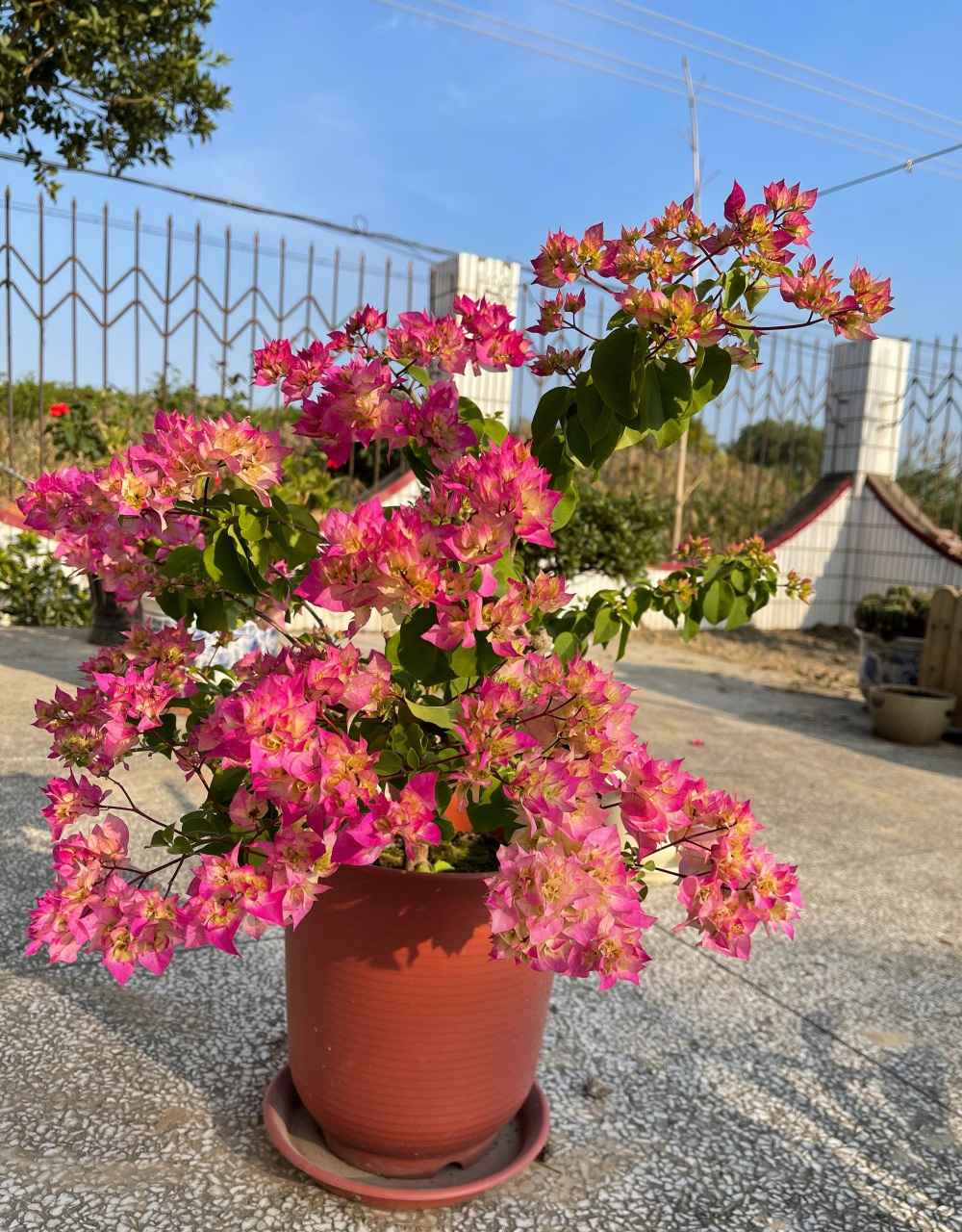 阳台养三角梅,就选这款—西施怡锦,非常漂亮的重瓣三角梅,花姿优雅