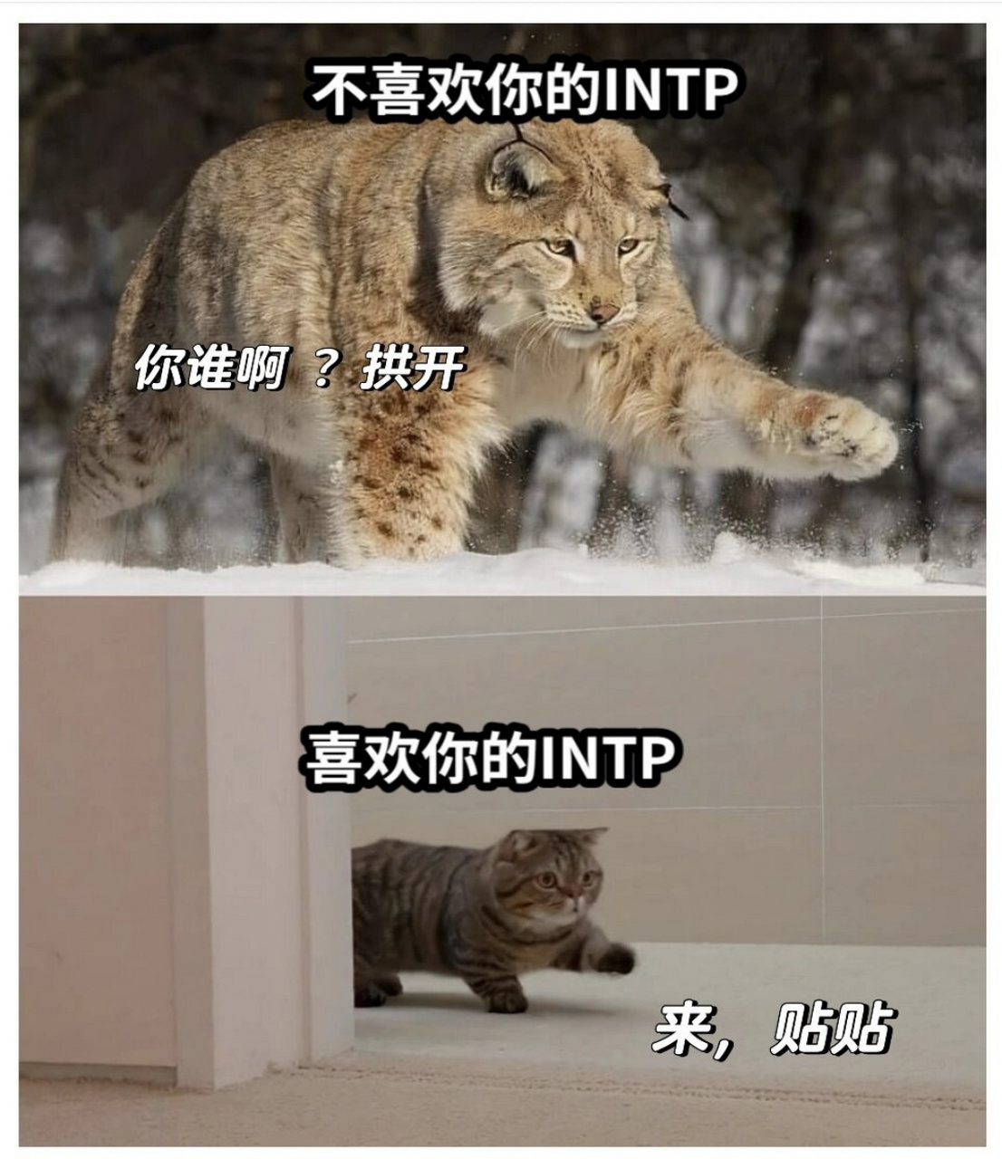 intp intj恋爱图片