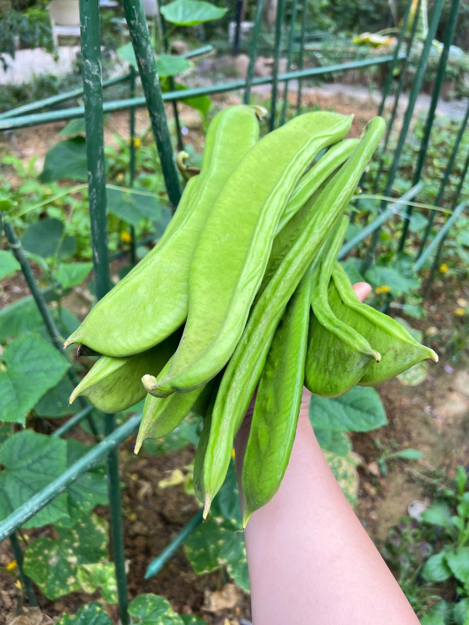 一种特别的豆角,很多人甚至都没见过,更不知它的名字——刀豆  其实