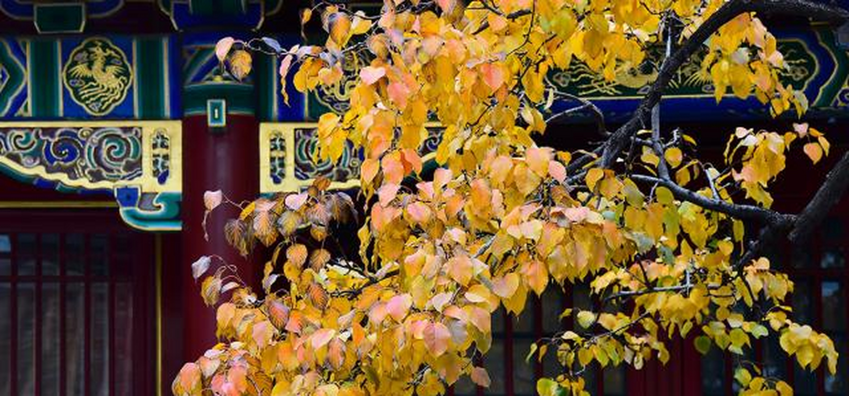 北京:紫禁城深秋时节美如画 金光灿灿皇家氛围浓厚[庆祝]