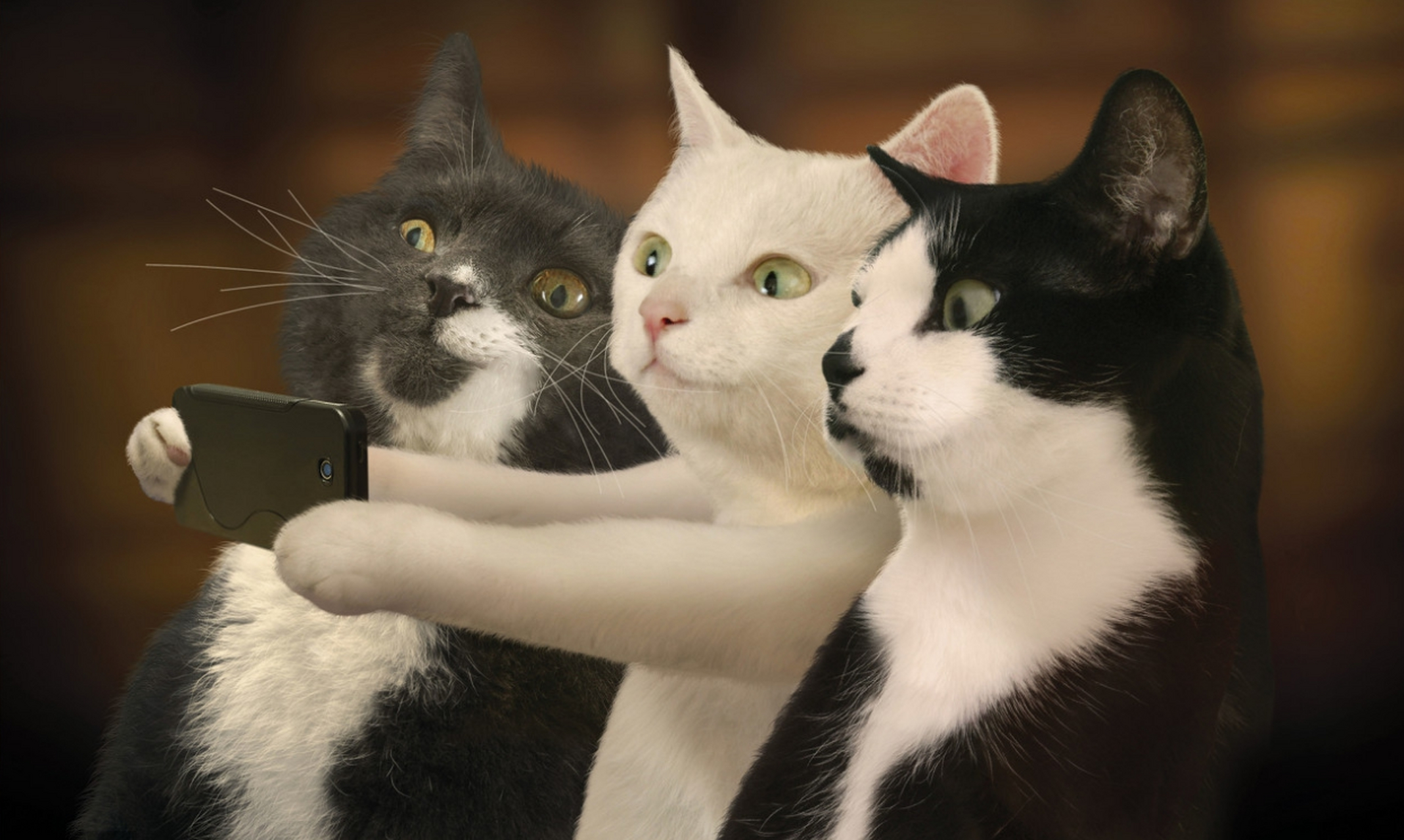 趣图搞笑# #搞笑萌宠# #猫