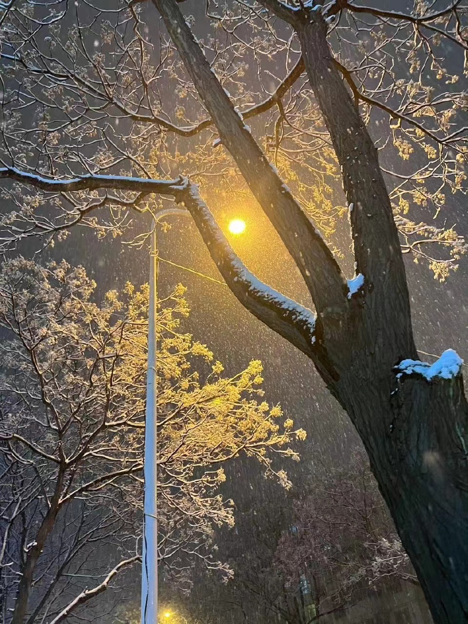 下雪路灯下的照片图片